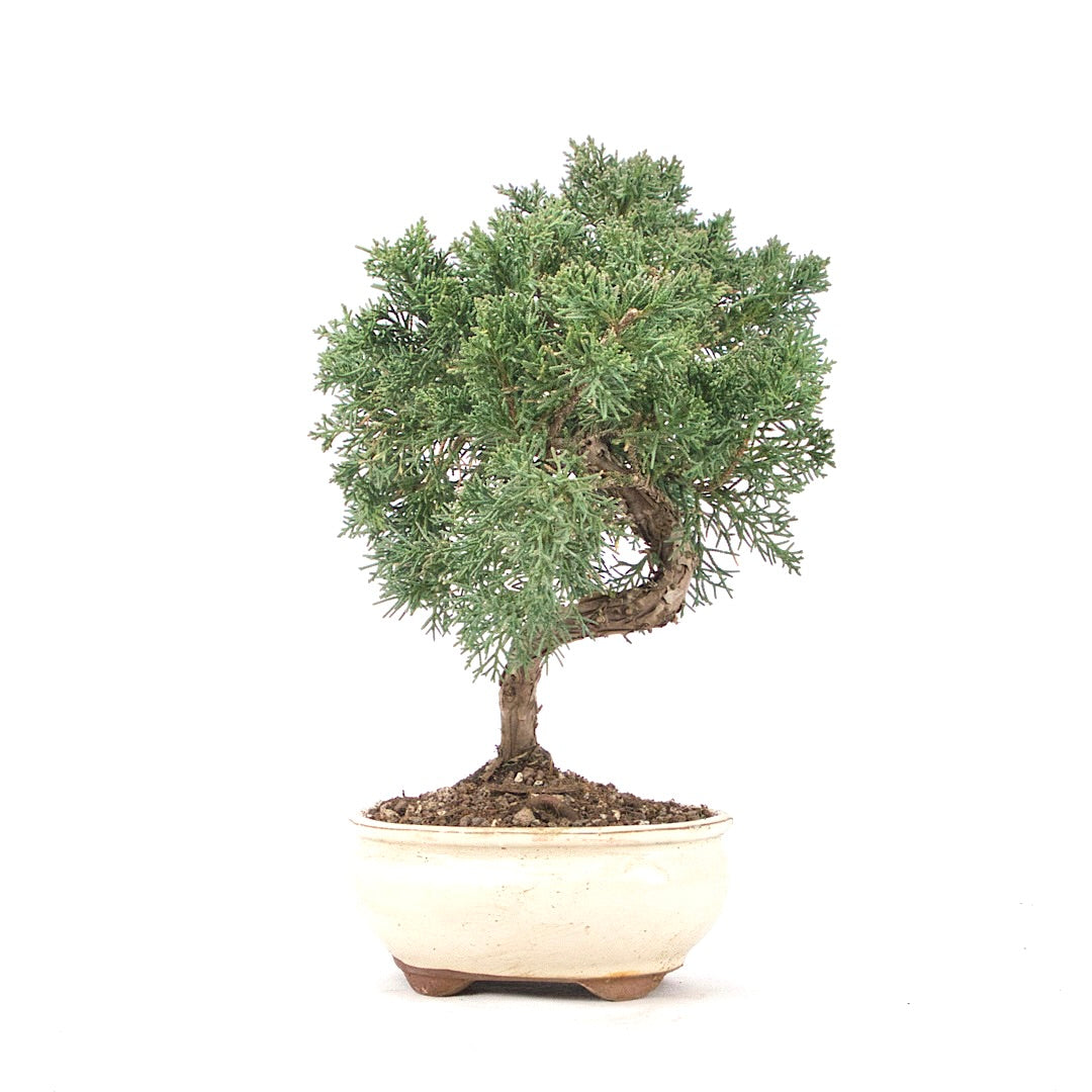 Chinesischer Wacholder 'Juniperus chinensis kyushu'